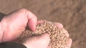 No-Till – A Climate Smart Agriculture Solution for Kazakhstan